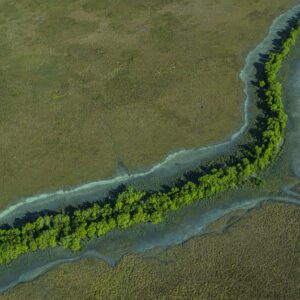 This image of a dark green river of mangroves snakes across a vibrant green floodplain was taken from a light aircraft over the Top End region of the Northern Territory, Australia.