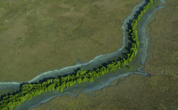 This image of a dark green river of mangroves snakes across a vibrant green floodplain was taken from a light aircraft over the Top End region of the Northern Territory, Australia.