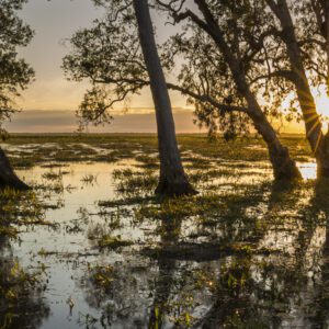 This image was taken at the edge of the Mary River Flood Plains in the Top End of the Northern Territory, Australia