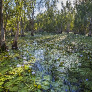 This image was taken from an airboat at sunrise on a part of the flooded Mary River Floodplain, near the Swim Creek Station in the Top End of the Northern Territory, Australia.