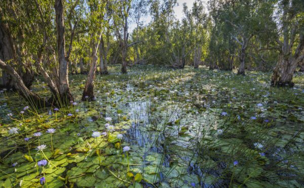 This image was taken from an airboat at sunrise on a part of the flooded Mary River Floodplain, near the Swim Creek Station in the Top End of the Northern Territory, Australia.