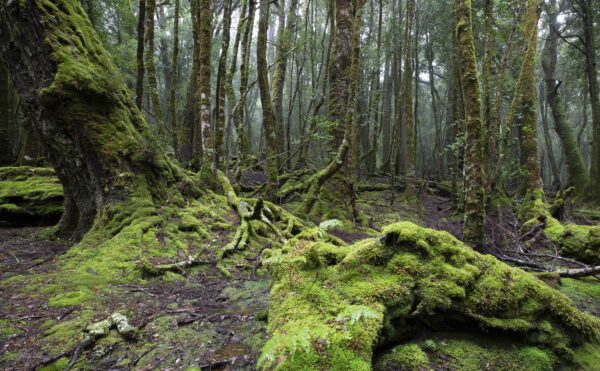 Misty day on the King Billy Track at Cradle Mountain. Mist hovers in the trees in the distance with a lmossy root base and tree in the foreground