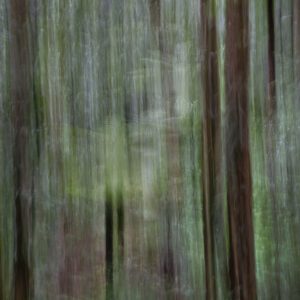 This is an abstract image of a forest floor that has been created using International Camera Movement (ICM)